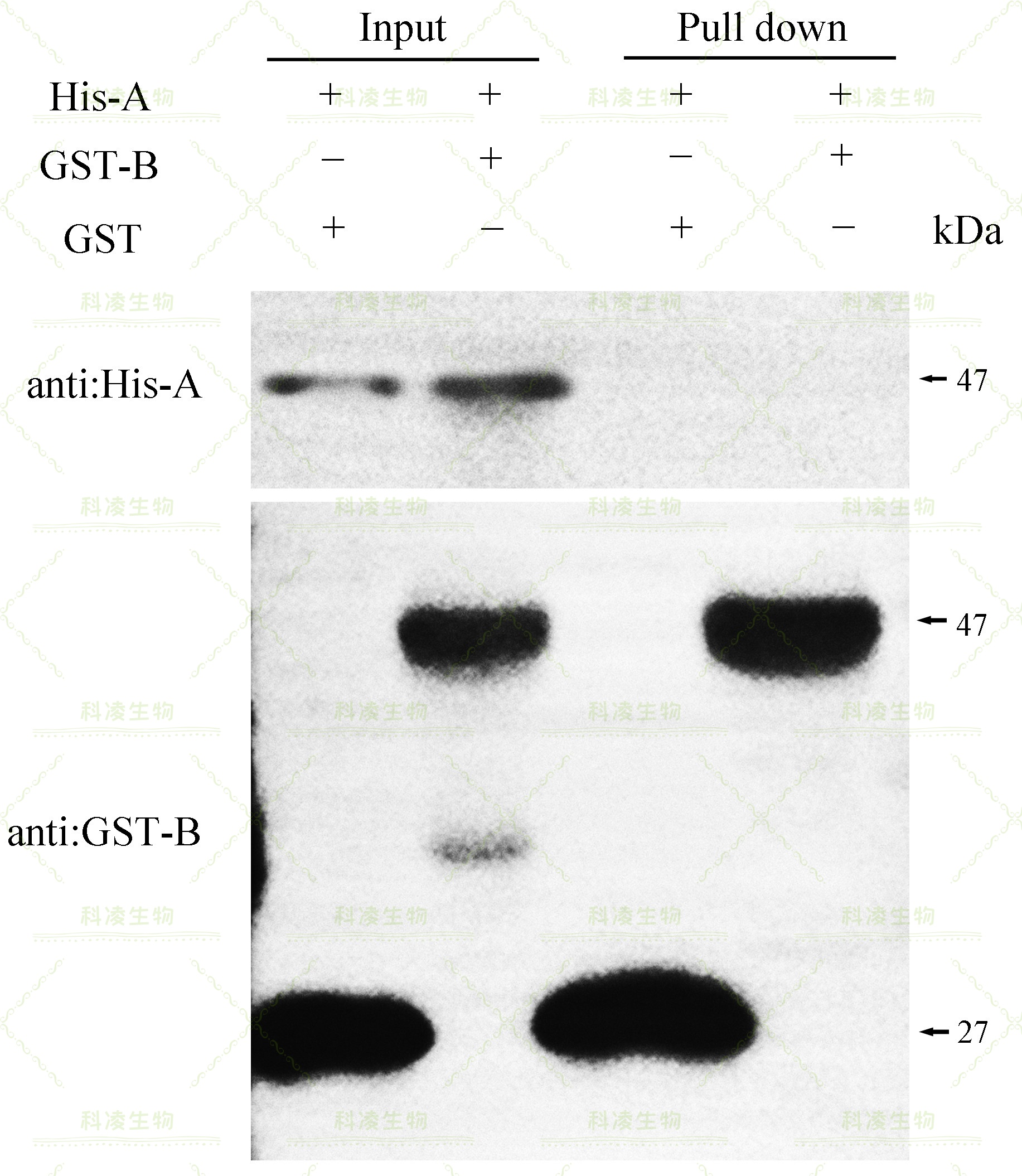 11pulldown作图-无互作.jpg 11pulldown作图-无互作.jpg