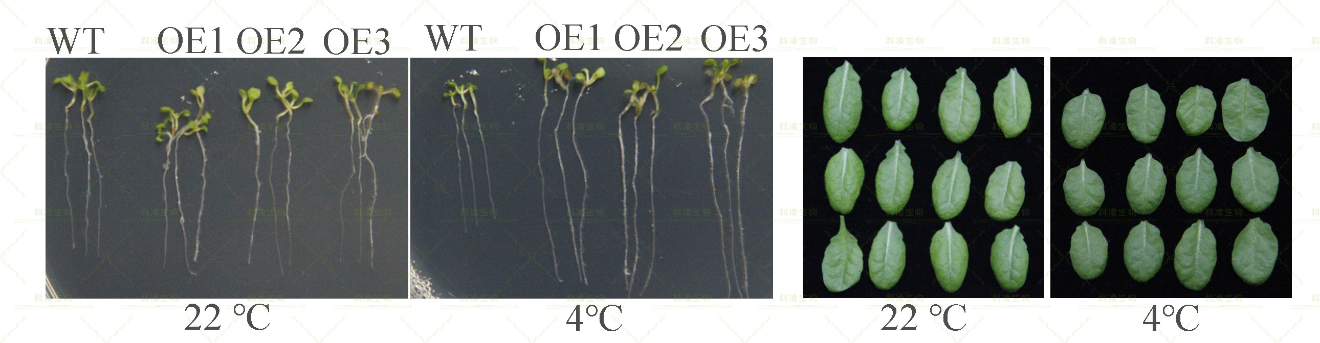 29根长,叶片.jpg 29根长,叶片.jpg