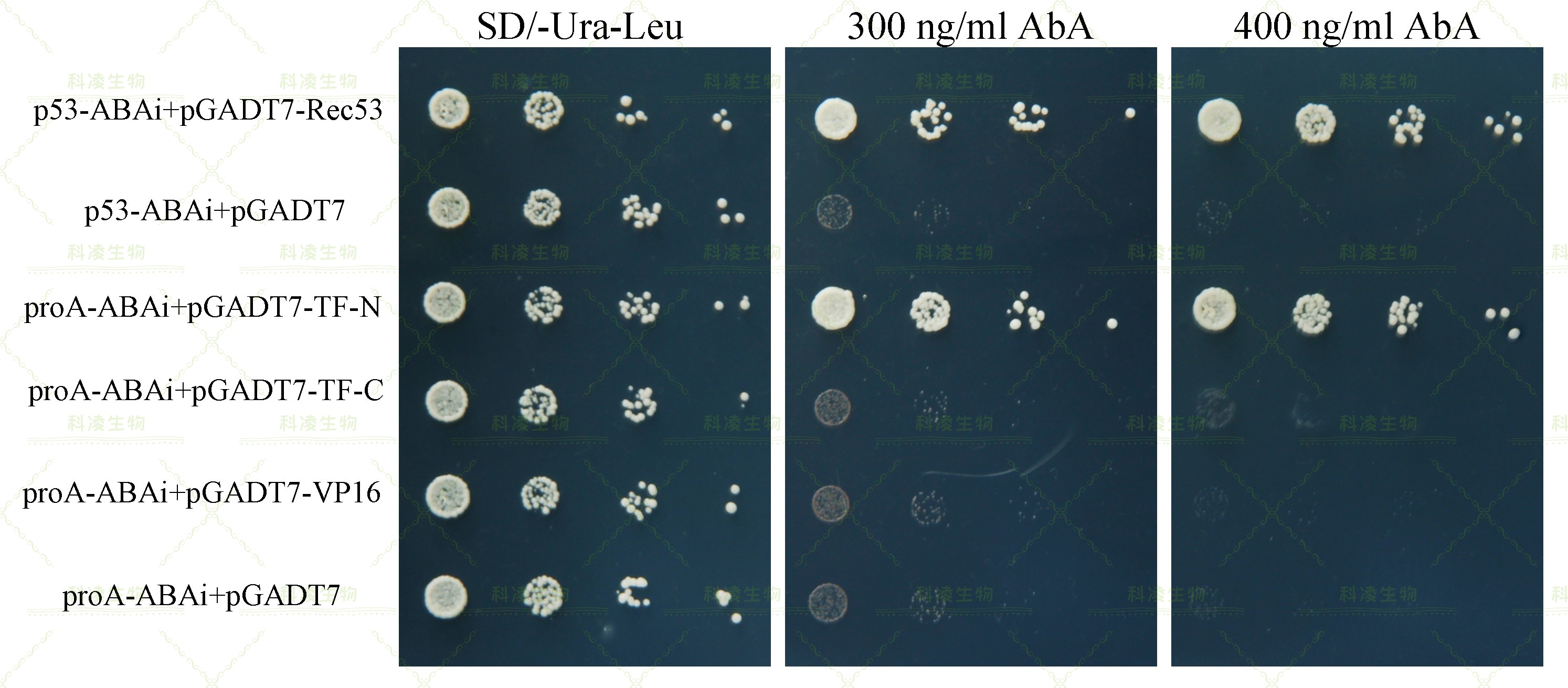 18单杂交2.jpg 18单杂交2.jpg