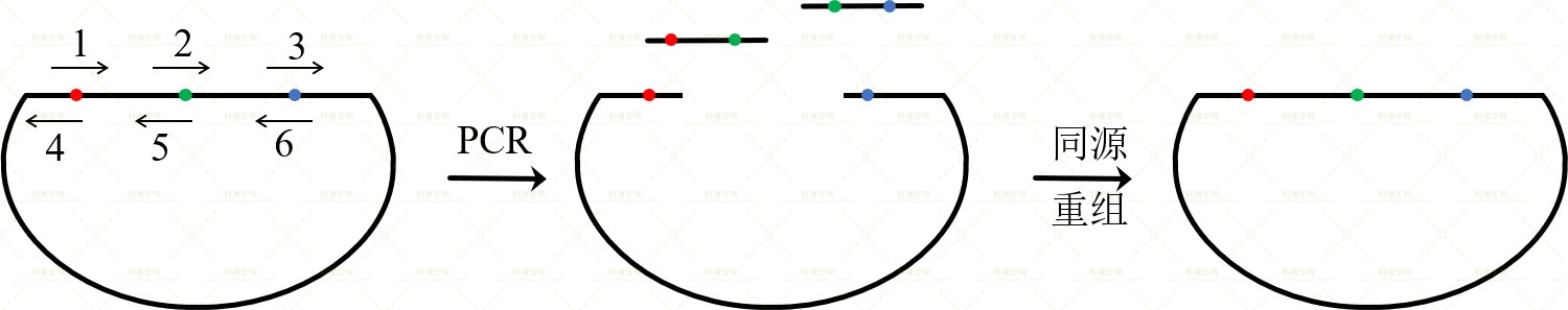 5、定点突变原理.jpg 5、定点突变原理.jpg