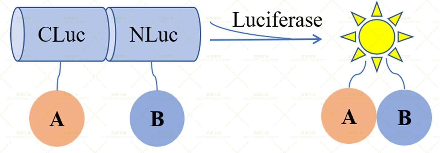 9、荧光素酶互补原理.jpg 9、荧光素酶互补原理.jpg