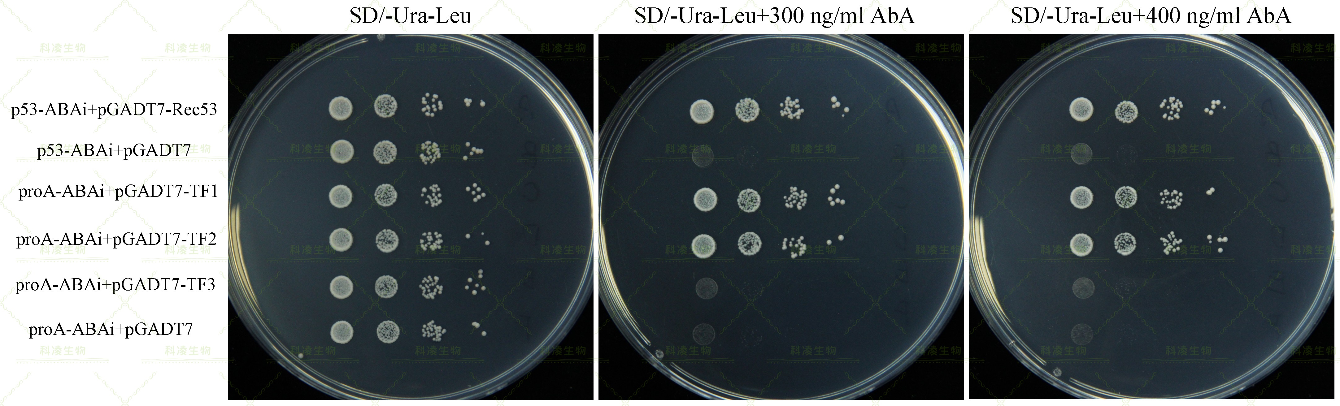 18单杂交1.jpg 18单杂交1.jpg