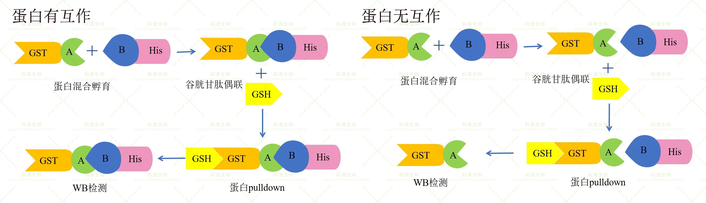 11、GST pulldown原理.jpg 11、GST pulldown原理.jpg