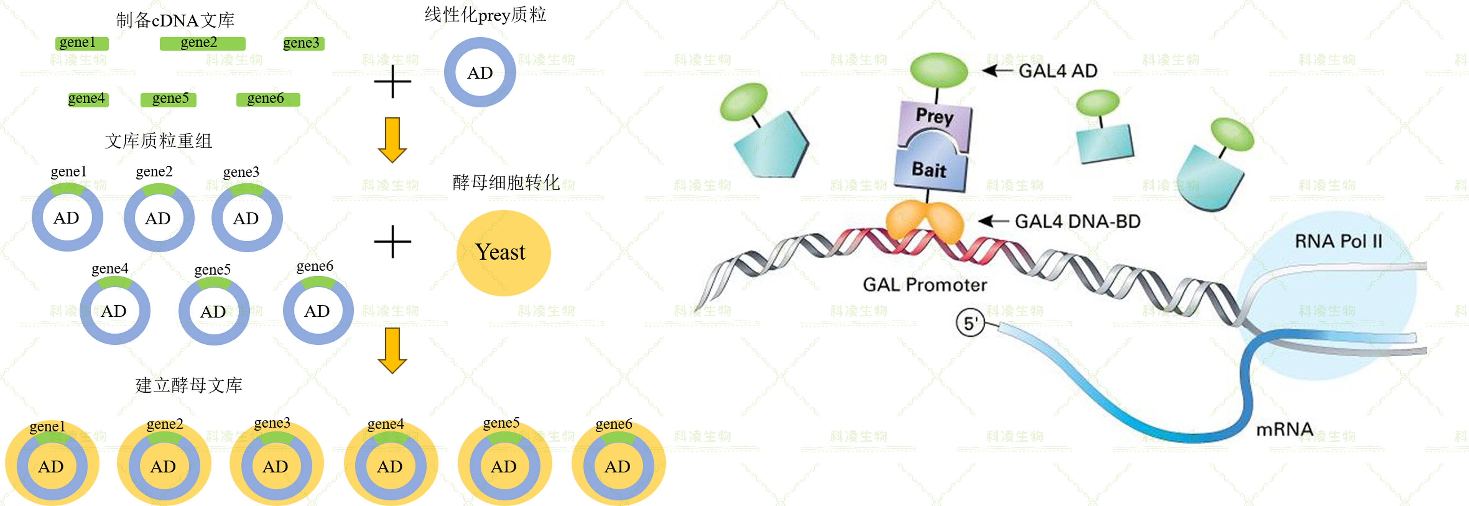 13单双杂原理结合图.jpg 13单双杂原理结合图.jpg