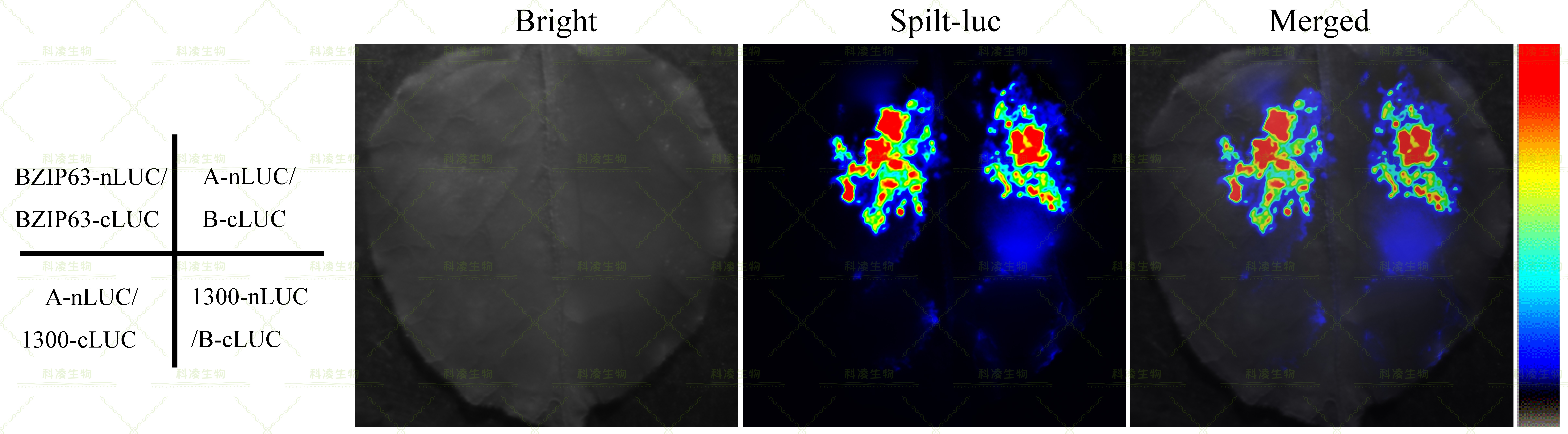 9、Spilt-luc.jpg 9、Spilt-luc.jpg