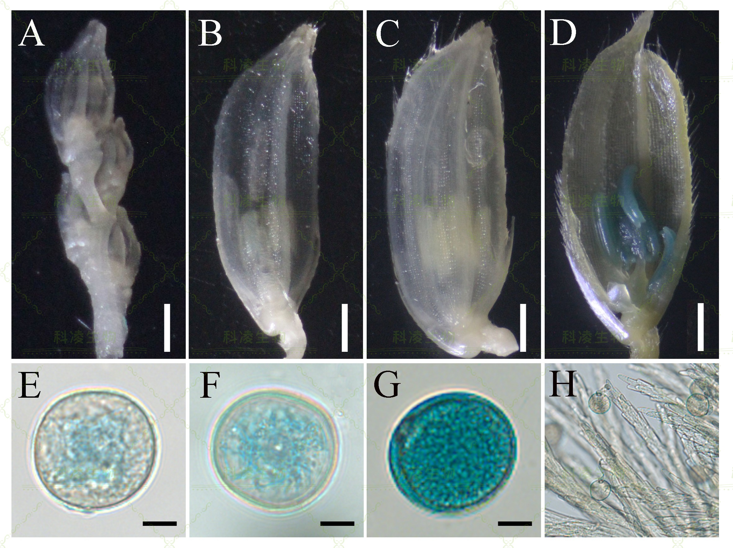 27GUS染色.jpg 27GUS染色.jpg