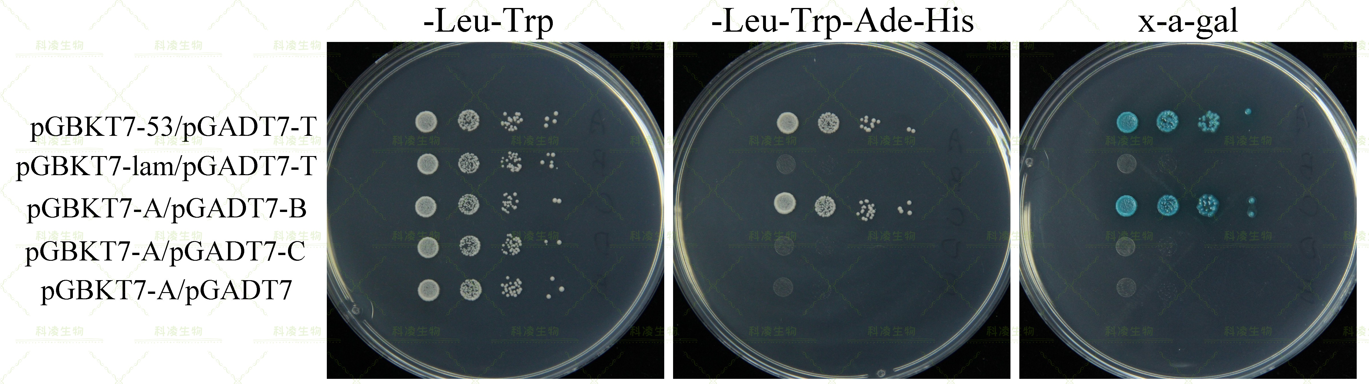 15双杂交作图.jpg 15双杂交作图.jpg