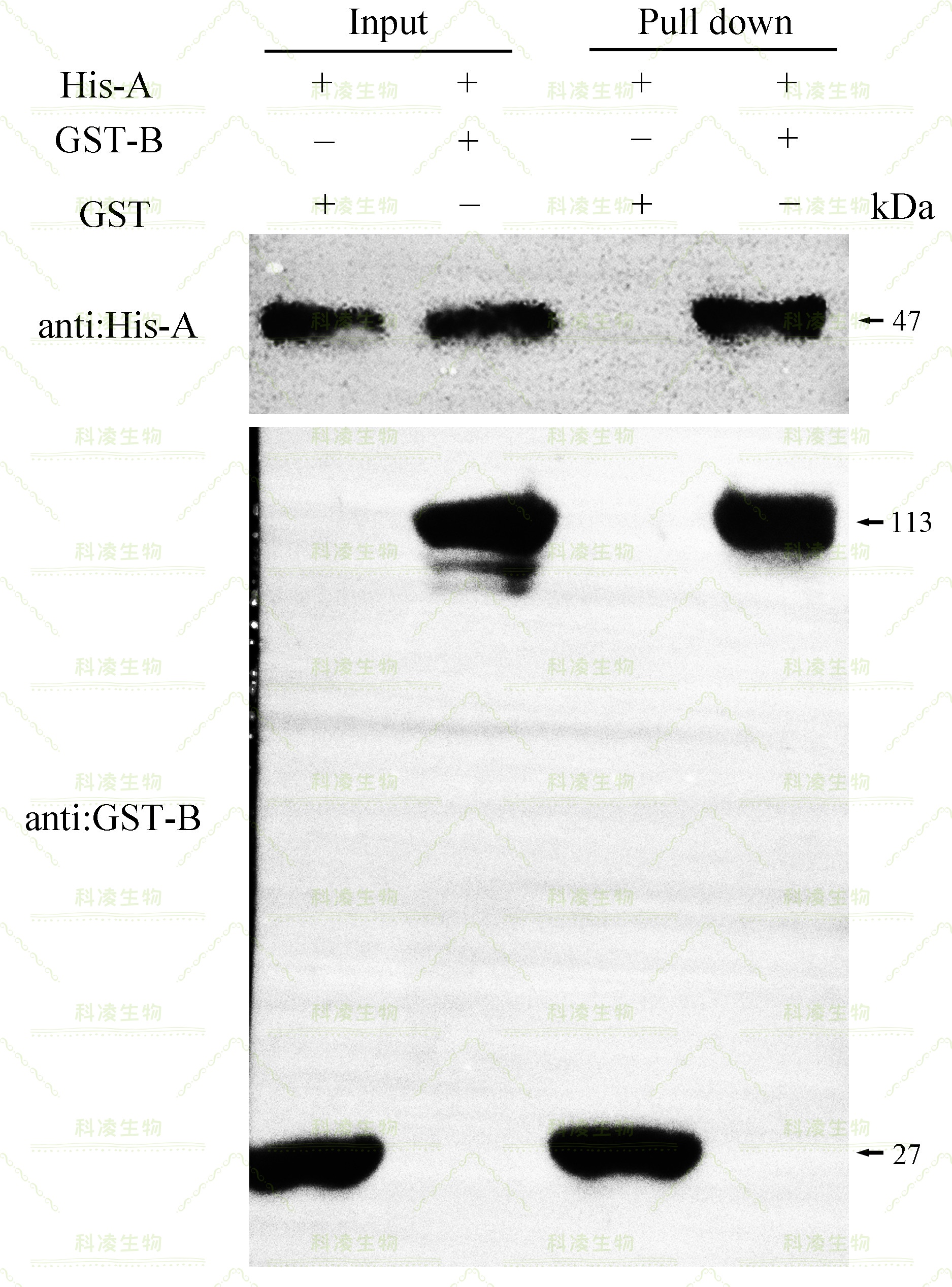 11pulldown作图-有互作.jpg 11pulldown作图-有互作.jpg