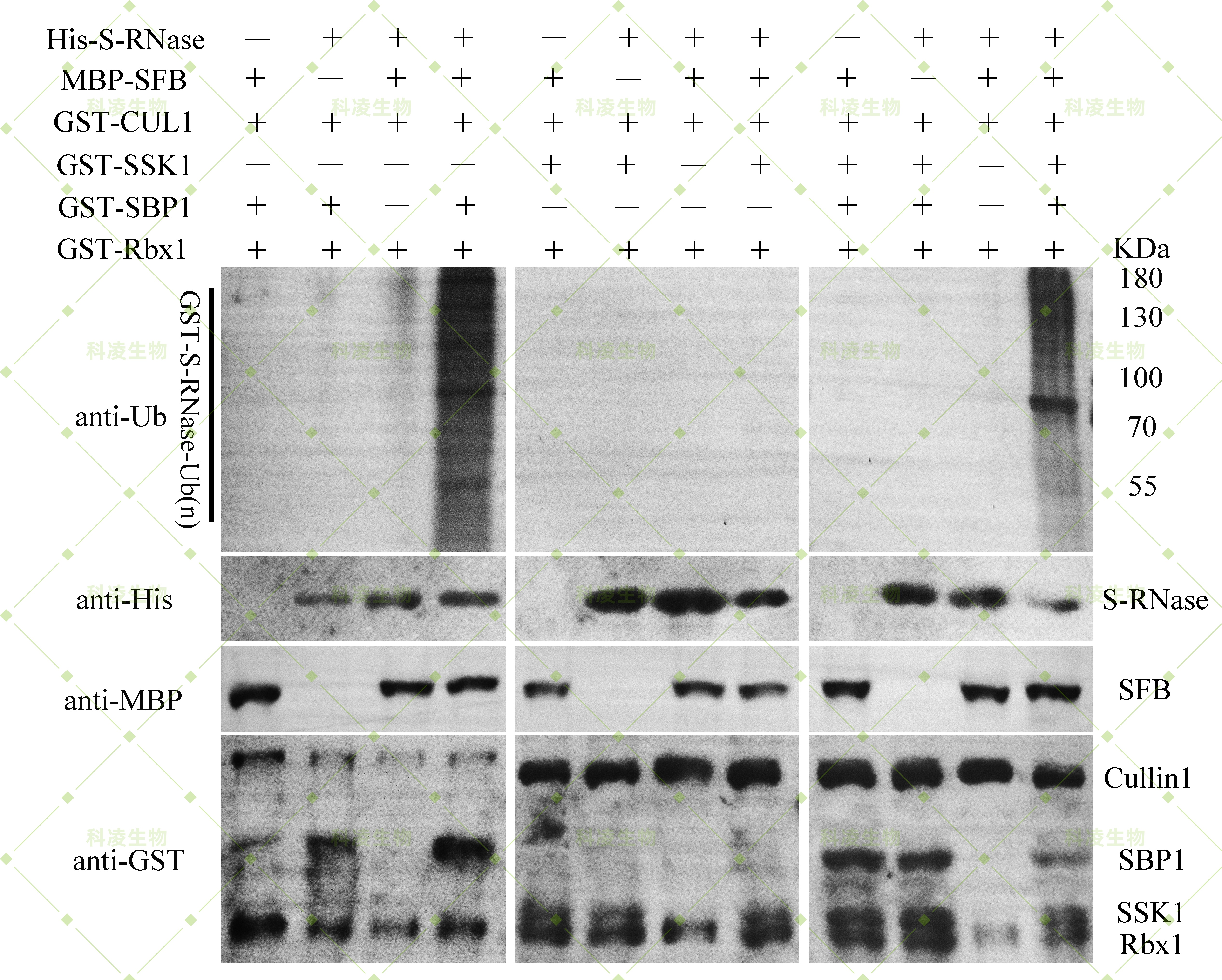 蛋白泛素化1.jpg 蛋白泛素化1.jpg